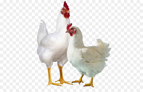 broiler,chicken,poultry farming,poultry,cornish game hen,farm,meat,hen,hatchery,egg,chicken as food,food,business,business plan,poultry feed,water bird,livestock,fowl,rooster,galliformes,phasianidae,beak,feather,bird,ducks geese and swans,png