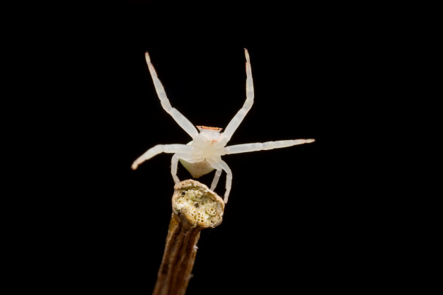 white spider,bait,wonderful,awesome,jumping,beautiful,insect,spider,park,plant,white,garden,animals,black,grass,nature,tree