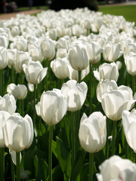 cc0,c1,tulips,white flowers,bed,free photos,royalty free