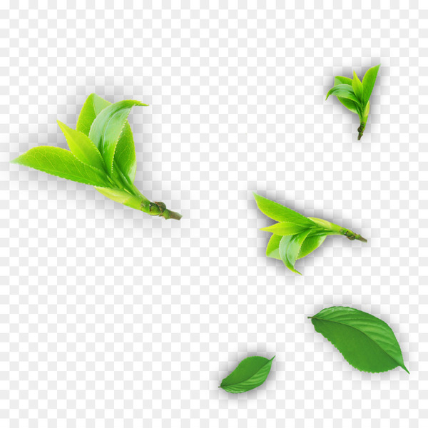 tea,leaf,download,artworks,kettle,branch,plant stem,vecteur,plant,tree,green,line,grass,png