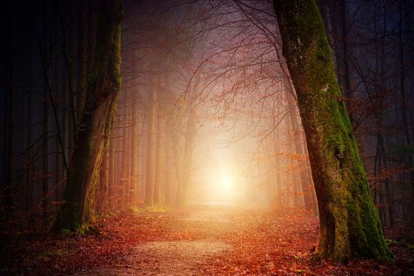 way,path,light,forest,fall,autumn,fog,foggy,magical,mystic