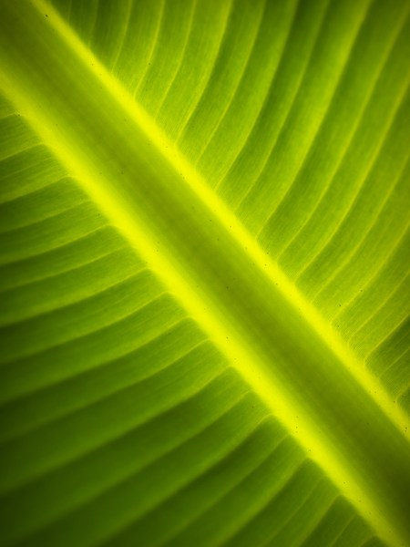 nature,lines,leaf,green,environment,colors,blur