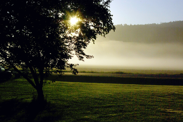 fog,mist,sun,sun_light,morning,tree,sky,country_road,grass
