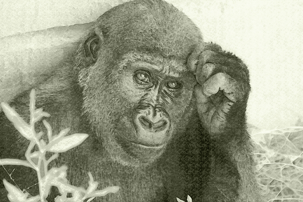 cc0,c1,drawing,gorilla,look,animal,muzzle,nature,face,primate,free photos,royalty free