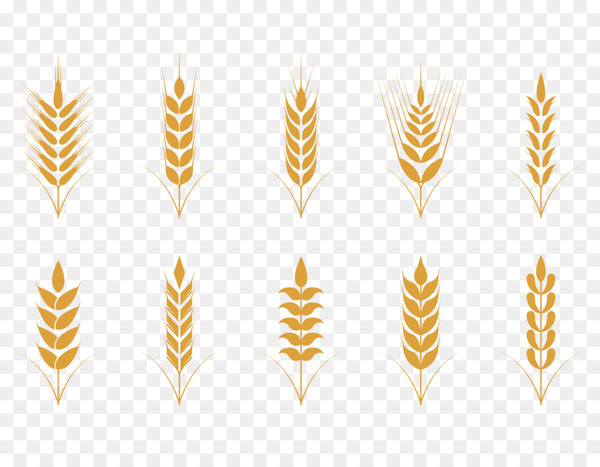 oat,cereal,wheat,rye,ear,food,agriculture,logo,symbol,line,commodity,yellow,png