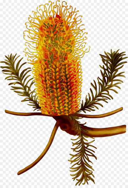 banksia,plants,fantastic beasts and where to find them,plant stem,travel,kangaroo,netease,radical 2,australia,fantastic beasts the crimes of grindelwald,australians,flower,plant,botany,flowering plant,proteales,protea family,grevillea,lodgepole pine,png