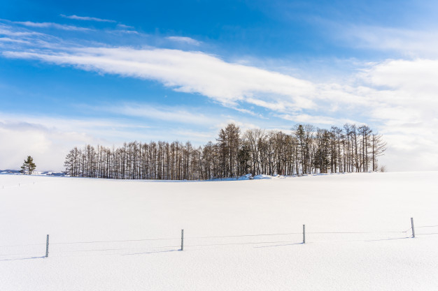poplar,hokkaido,slope,single,clear,snowy,lonely,freeze,scene,season,day,bright,beautiful,outdoor,field,cold,branch,weather,group,ice,plant,white,landscape,japan,forest,beauty,sky,blue,nature,snow,winter,tree
