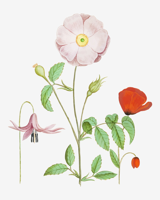 botanical,illustration,drawing,plant,red,pink,vintage,flower