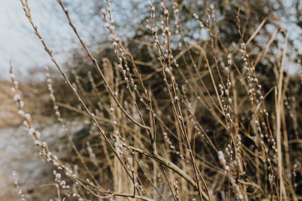 flower,nature,blooming,floral,spring,blossom,branches,easter,springtime,catkins