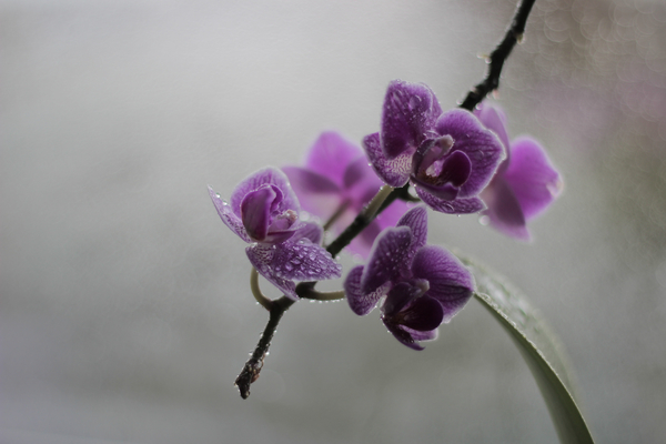 cc0,c1,orchid,blossom,bloom,nature,violet,inflorescence,free photos,royalty free