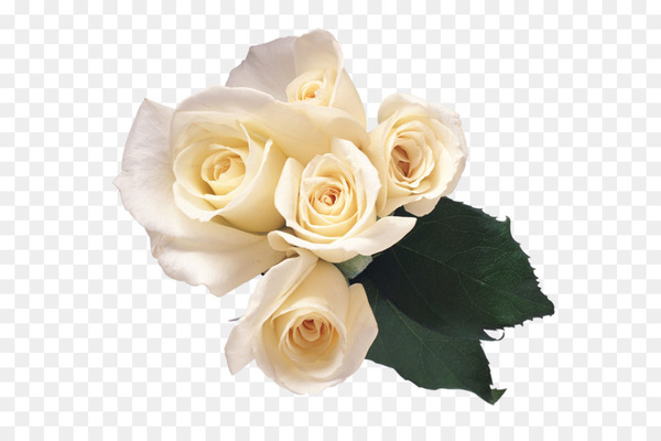 rose,flower,garden roses,image resolution,computer icons,clipping path,image file formats,dots per inch,petal,plant,rose order,rose family,yellow,floral design,artificial flower,cut flowers,flower arranging,white,flower bouquet,floristry,wedding ceremony supply,flowering plant,png