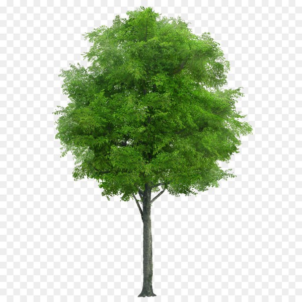 tree,computer icons,image file formats,image resolution,rendering,cottonwood,evergreen,plant,leaf,shrub,woody plant,larch,branch,grass,plane tree family,png