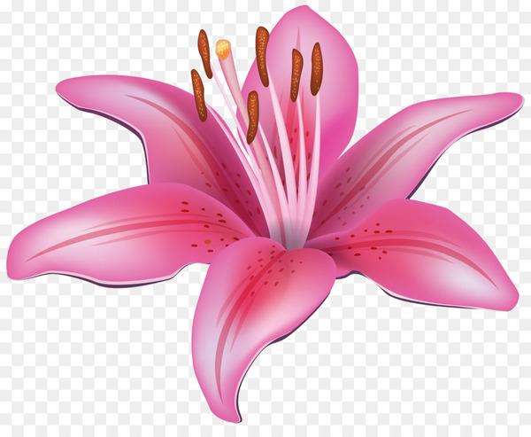 easter lily,tiger lily,lilium candidum,flower,lilium stargazer,free content,water lily,blog,computer icons,mauve,lilium,pink,plant,petal,lily family,close up,cut flowers,magenta,lily,flowering plant,png