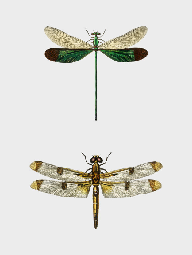 chinensis,libellula,d orbigny,orbigny,dessalines,neurobasis,agrion chinensis,agrion,neurobasis chinensis,stream glory,stream glory dragonfly,hersilia,libellula hersilia,libellula semifasciata,semifasciata,painted skimmer dragonfly,skimmer dragonfly,1806,1876,damselfly,charles,skimmer,dragonflies,types,illustrated,public domain,glory,painted,domain,artwork,stream,different,public,ancient,bug,dragonfly,hand painted,antique,insect,vintage ornaments,background vintage,hand drawing,old,gray background,gray,nature background,drawing,ornaments,animal,nature,vintage background,hand,vintage,background