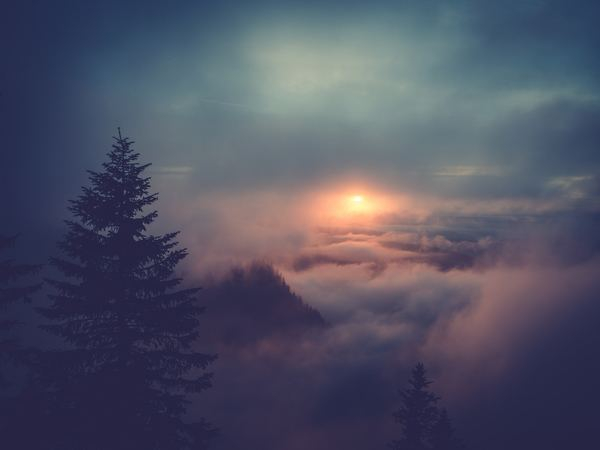 background,white,dog,nature,cloud,forest,minimal,outdoor,green,tree,forest,weather,fog,cloud,sun,mountain,landscape,germany,alp,creative commons images