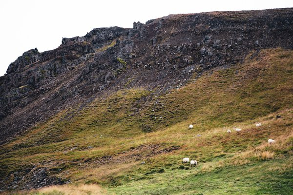 grass,sheep,hills,rocky,nature,cliffs,bushes,icel, colorful