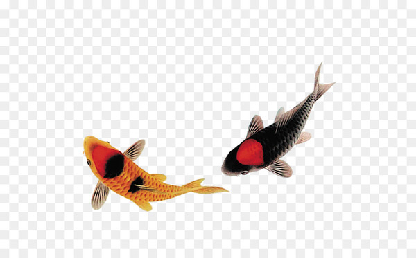 carassius auratus,fish,gold,black,tropical fish,fishing,koi,tail,png