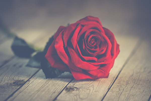 Valentine&#x27;s Day,single,red,rose,flower,lover,symbol,love,red rose,red roses,valentine