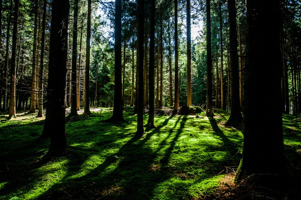 forest,woods,green,trees,branches,grass,bark,tree trunks,shadows,sunlight