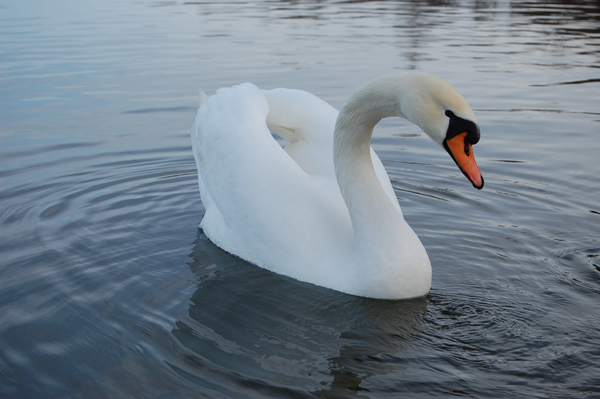cc0,c1,swan,lake,nature,water,fidelity,tenderness,river,grown up,waterfowl,blue,grace,beak,beauty,swans,color,neck,white,evening,wave,smooth,head,proud,wild,wildlife,animal,bay,fine,drop,beautiful,wing,love,flicker,peaceful,one,single,plumage,vacation,reflection,feather,swimming,swim,pond,bird,tranquility,elegance,elegant,free photos,royalty free