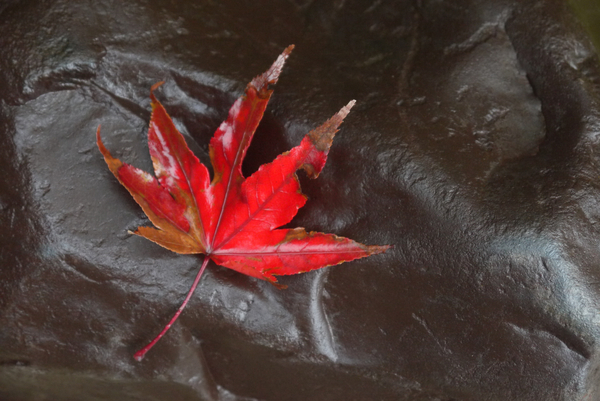 cc0,c1,maple,fall,leaf,red,autumn leaves,red leaf,leaves,rain,nature,autumn leaf,red leaves,tree leaf,momiji,japan,québec,autumn,tree,maple leaves,pierre,rock,dry leaves,free photos,royalty free