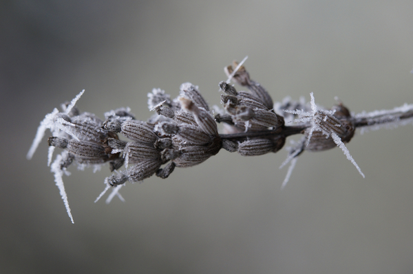 cc0,c1,lavender,ice,icy,frozen,winter,cold,frost,hoarfrost,nature,iced,ice crystal,winter time,wintry,branch,plant,winter magic,free photos,royalty free