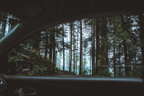 4k wallpaper,background,background image,car window,desktop background,desktop wallpaper,environment,forest,free wallpaper,mother nature,nature,outdoors,scenery,scenic,travel,tree trunks,trees,wallpaper,window,woods,Free Stock Photo