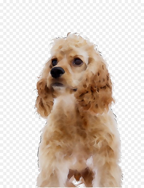american cocker spaniel,puppy,shih tzu,english cocker spaniel,cockapoo,miniature poodle,dog breed,maltese dog,photography,companion dog,royaltyfree,stock photography,dog,mammal,vertebrate,canidae,cocker spaniel,carnivore,spaniel,snout,sporting group,rare breed dog,fawn,toy poodle,png