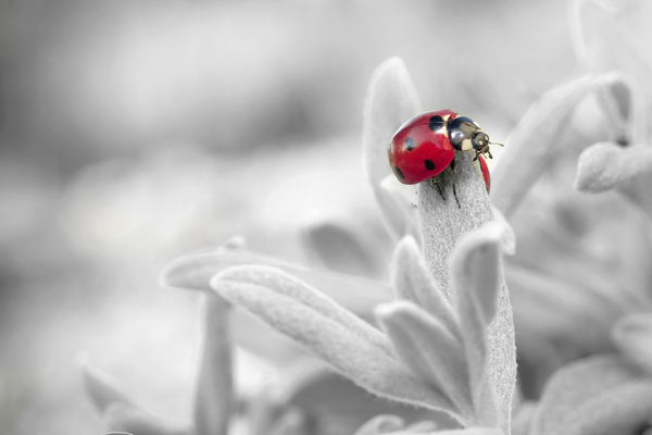cc0,c4,ladybug,insect,nature,free photos,royalty free