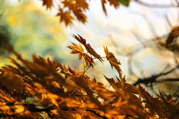 nature,maple leaves,leaves,close-up,branch,blurry,blur,beautiful,autumn leaves