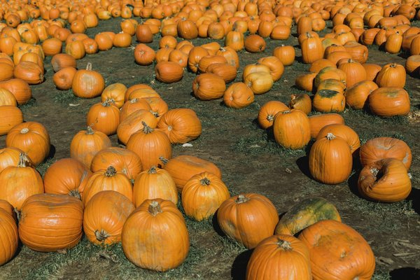  fall,orange,harvest,pumpkin, pumpkin patch