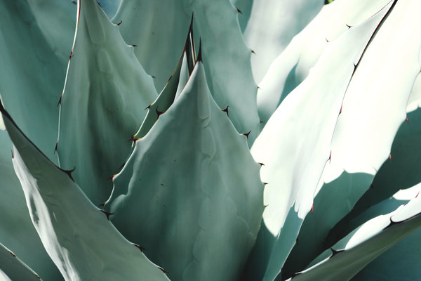 agave,aloe,cacti,cactus,close-up,exotic,flora,garden,green,growth,macro photography,outdoors,plant,prickly,sharp,spikes,spines,succulent,sunlight,thorns,yucca,Free Stock Photo