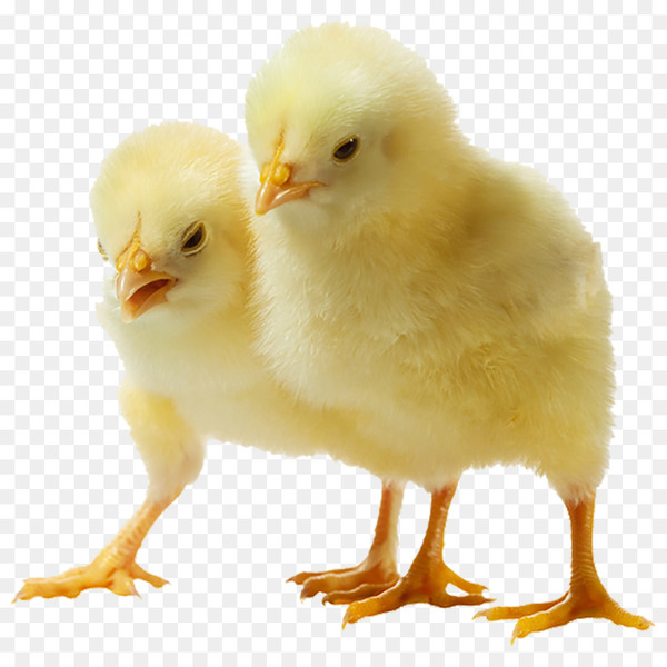 barbu duccle,poultry,poultry farming,urban chicken,kifaranga,bantam,computer icons,chicken meat,infant,chicken,livestock,galliformes,phasianidae,beak,bird,png