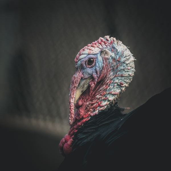 thanksgiving,turkey,bird,thanksgiving,profile,feather,autumn,fall,leafe,bird,turkey,beak,animal,feathers,profile,public domain images