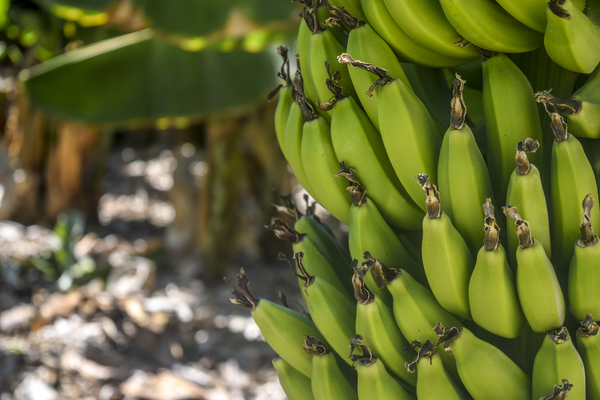 agriculture,banana,banana tree,bananas,bunch,farm,food,fruit,grow,growth,hanging,healthy,macro,pasture,plantation,potassium,tree,unripe,Free Stock Photo