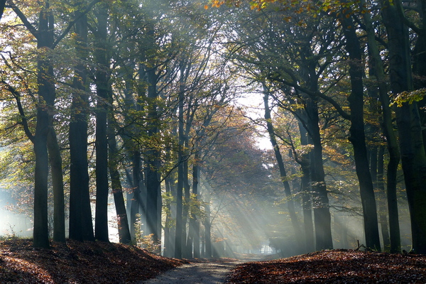 cc0,c1,autumn,trees,veluwe,free photos,royalty free
