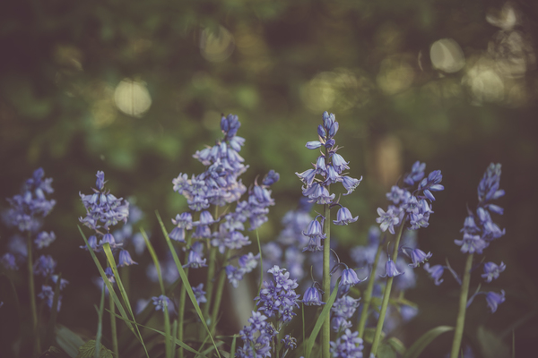 bloom,blooming,blossom,blurred background,colors,flora,flower,garden,growth,lavander,lilac,nature,outdoors,petals