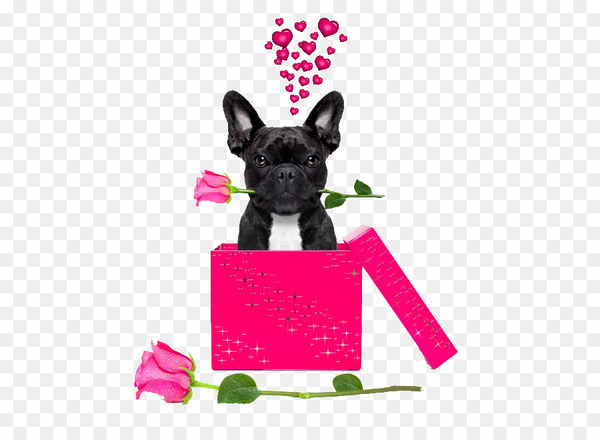 french bulldog,bulldog,chihuahua,boxer,pug,chinese crested dog,puppy,valentines day,stock photography,cuteness,cushion,stockxchng,royaltyfree,dog,pink,fawn,dog collar,boston terrier,non sporting group,carnivoran,vertebrate,dog breed,snout,puppy love,leash,mammal,dog like mammal,png