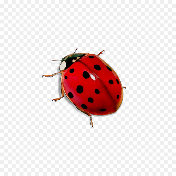 ladybird beetle,dog toys,dog,beetle,toy,fruit,recycling,plastic recycling,insect,ladybug,leaf beetle,invertebrate,strawberry,jewel bugs,plant,strawberries,png