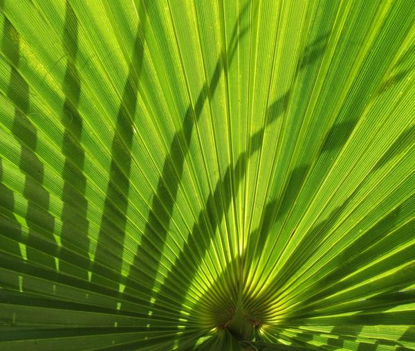 palm,palm leaves,shadow,green,nature