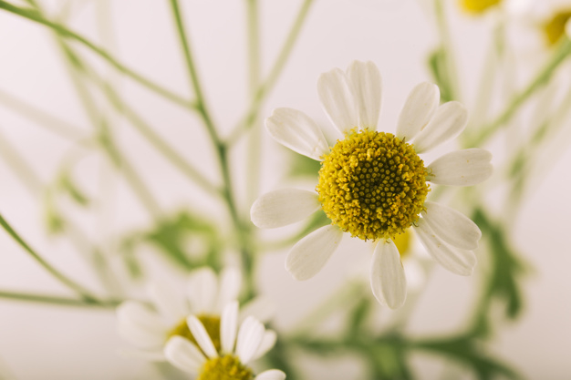flower,floral,nature,white,plant,natural,growth,blossom,daisy,beautiful,day,season,white flower,outdoors,attractive,seasonal,blooming,oxeye