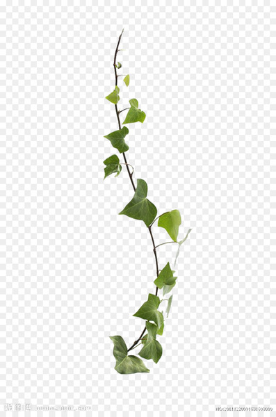common ivy,virginia creeper,vine,leaf,plant,photography,green,stock photography,devils ivy,liana,ivy,parthenocissus,flora,herb,flowerpot,tree,flower,branch,plant stem,twig,flowering plant,png