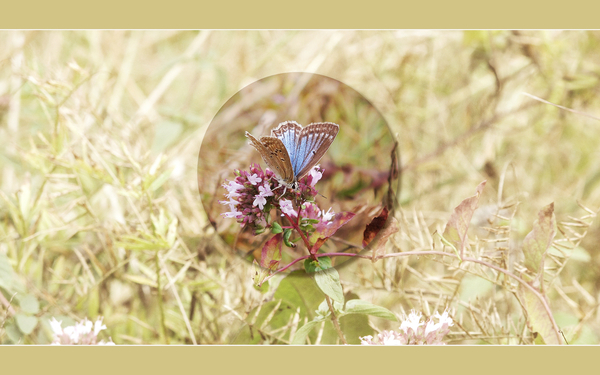 cc0,c1,butterfly,background,screen,blue,oregano,prairie,free photos,royalty free