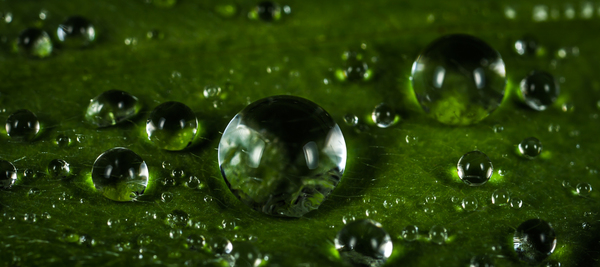 water,raindrops,purity,pure,macro,liquid,leaf,h2o,freshness,focus,drops,droplets,dewdrops,dew,close-up,clear,blur