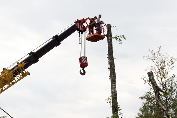 cc0,c1,sawing,tree,birch,chainsaw,working,crane,felling,people,drop,free photos,royalty free
