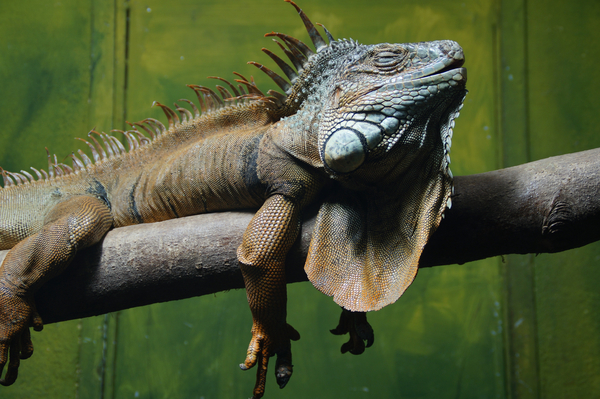 cc0,c1,iguana,reptile,lizard,dragon,relaxed,relaxation,sleep,nap,recovery,recover,animal,zoo,depend,terrarium,free photos,royalty free