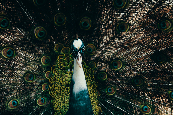 zoo,wildlife,wild,vibrant,srilanka,plumage,peafowl,peacock feathers,peacock,outdoor,feathers,colourful,bird,animal