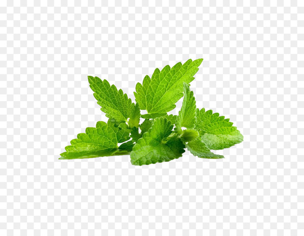 peppermint,mentha spicata,herb,mentha arvensis,leaf,lamiaceae,common sage,food,root,parsley,species,water,dill,perennial plant,mint,plant,lemon balm,herbal,herbalism,png