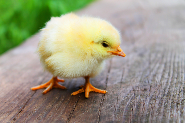 cc0,c3,easter,chicks,baby,beautiful,sweet,cute,yellow,birds,poultry,feather,bill,animals,free photos,royalty free
