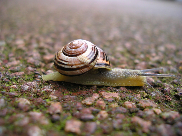 speed,snail,mollusc,slow,creature,slime,macro,home,shell,spiral